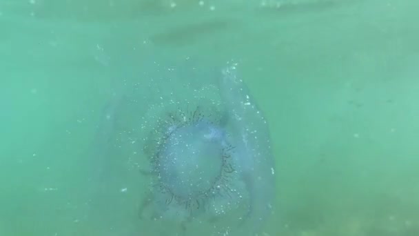 Медузи Біля Поверхні Моря Сонячних Променях — стокове відео
