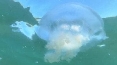 Mavi denizanası, denizin yüzeyine yakın güneş ışınlarıyla içinden geçer.. 