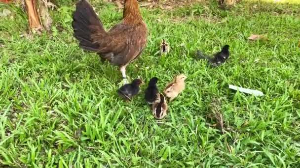 小鸡跟随它们的母亲在乡间房子的绿色草坪上的母鸡 — 图库视频影像