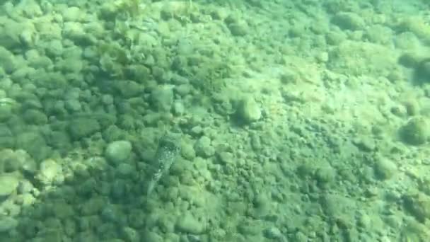 Ψάρια Puffer Κολυμπούν Στο Βυθό Της Θάλασσας — Αρχείο Βίντεο