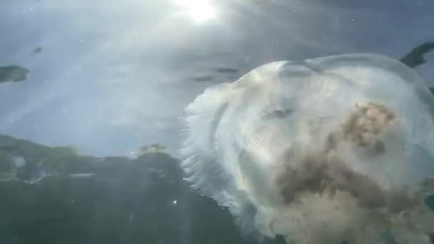 Медуза Біля Поверхні Моря Сонячних Променях Через Неї — стокове відео