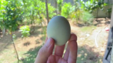 Balut, insan eli embriyosu olan ördek yumurtası.. 