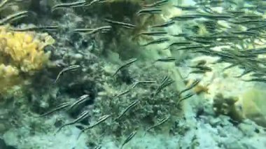 Pasifik Okyanusu 'nun sularındaki yavru yılan balığı sürüsü.. 