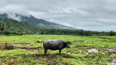 Asya 'daki dağlara ve bulutlara karşı bir tarlada bufalo. Carabao.