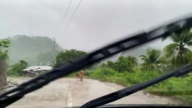 İnekler yol boyunca koşar arabanın önünde, yollar tropikal dağlarda. 