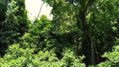 Tropik ormanlar, tropik bölgelerdeki dağlardaki ormanlar