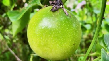 Ağaçtaki yeşil tutku meyvesi. Yaklaş.