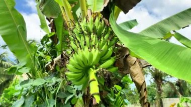 Muz ağacının dalında muz demeti