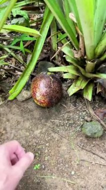 Adamın biri yerden düşen bir avokado meyvesini topluyor.