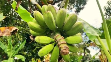 Ağaç dalında büyük yeşil muzlar, pişirmek için çeşitli muzlar.