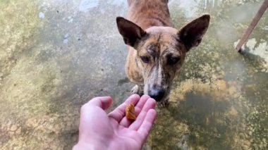 Sokak köpeği insan elinden bir parça et alıyor. Köpeği besle..