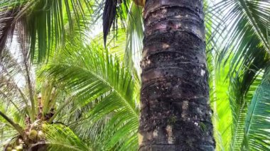 Bir palmiye ağacına yakın çekimde büyük hindistan cevizleri.
