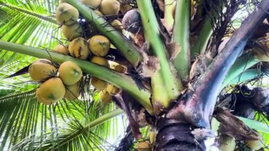 Bir palmiye ağacına yakın çekimde büyük hindistan cevizleri.