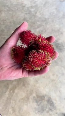 Bir hasır duvarın arka planında elinde tropikal Asya meyveli rambutan.