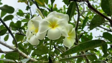 Ağaçta açan plumeria çiçeği, spa çiçeği. Kalachuchi çiçeği.. 