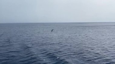 Büyük deniz kuşları deniz yüzeyinde balık avlarlar.. 