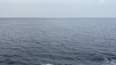 Büyük deniz kuşları deniz yüzeyinde balık avlarlar.. 