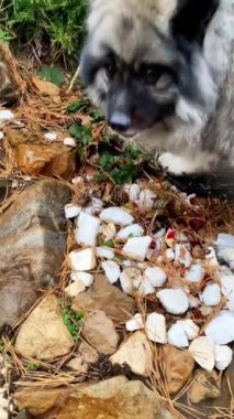 Kabarık tüylü Keeshond köpeği yerde genç çimenler yiyor.. 