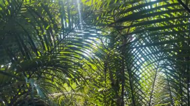 Güneş ışığı ormandaki palmiye yapraklarının arasından parlar.. 