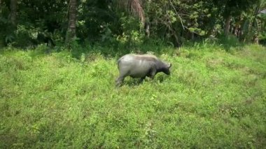 Bir tarlada bufalo. Carabao.