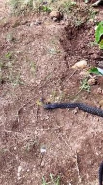Kobra, insan yerleşiminin yanındaki çimlerde sürünüyor. Zehirli yılan.. 