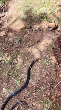 Genç bir kobra insan evinin yanındaki çimlerde sürünüyor. Zehirli yılan Filipin kobrası. 