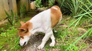 Köpek pençesiyle burnunu kaşır.. 