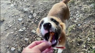 Köpek, bir insanın elinden hediye alır..