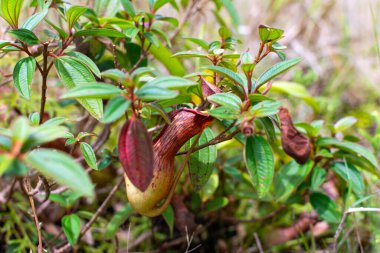 Nepenthes, tropical pitcher plant, insectivorous plant of southeast Asia.  clipart