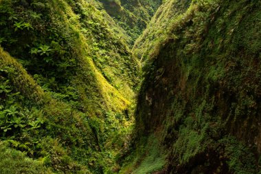 Güneşle aydınlanan ve yoğun yağmur ormanlarıyla kaplı tropikal dağlarda bir vadi.. 