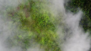 Tropikal orman ormanı ve hindistan cevizi palmiyeleri bulutların arasından görünüyor.. 