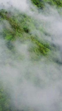 Tropikal orman ormanı ve hindistan cevizi palmiyeleri bulutların arasından görünüyor.. 