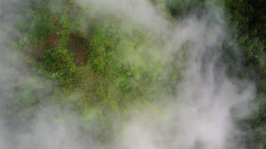 Tropikal orman ormanı ve hindistan cevizi palmiyeleri bulutların arasından görünüyor.. 