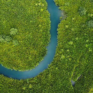 Ormandaki dolambaçlı nehir, tropikal manzara hava manzarası.