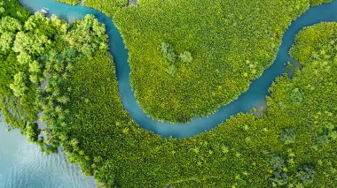 Ormandaki dolambaçlı nehir, tropikal manzara hava manzarası.