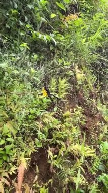 Örümcek Argiope, tropikal yapraklarda ağ ve yumurta keselerini koruyor.