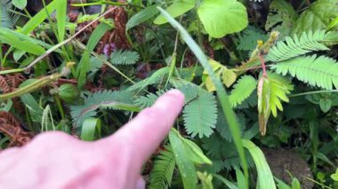 İnsan eli değdiğinde fabrikanın yapraklarını kapatma süreci Mimosa pudica