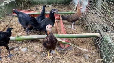 Kümeste genç tavuklar. Yakın plan.