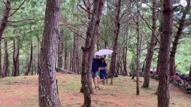 Erkek ve genç bir kadın yağmur altında şemsiyelerle çam ormanlarında yürüyorlar..