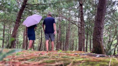 Erkek ve genç bir kadın yağmur altında şemsiyelerle çam ormanlarında yürüyorlar..