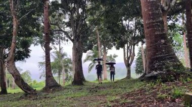 Genç çift tropikal ormanda yürüyor ve yağmur altında şemsiyelerle ormanı keşfediyorlar.. 