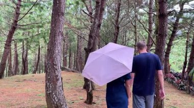 Erkek ve genç bir kadın yağmur altında şemsiyelerle çam ormanlarında yürüyorlar..