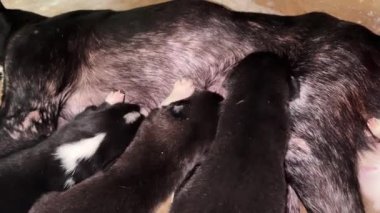 Köpek yavrularını emziriyor. Yavru köpekler emziriyor. Yavrular köpeklerin memelerini güçlü bir şekilde emer ve meme uçları için yarışır..