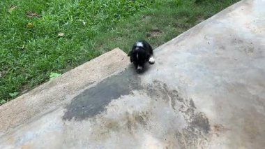 Küçük köpek yavrusu yürümeyi ve merdivenleri tırmanmayı öğreniyor.. 