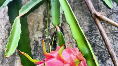 Bir daldaki ejderha meyvesinin yakın çekimi, sağlıklı bir diyet meyvesi..