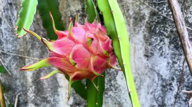 Bir daldaki ejderha meyvesinin yakın çekimi, sağlıklı bir diyet meyvesi..