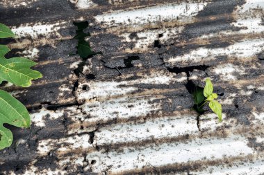 Yanmış metal çatının içinde büyüyen yeşil bitki yaşam direnci ve doğa gücünün sembolü..