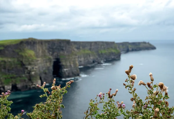 İrlanda 'nın Moher Kayalıkları' ndaki mor çiçek fabrikası.