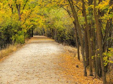 Bir sürü ağacı ve toprak patikası olan sonbahar ormanı.
