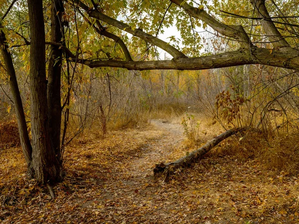 秋の森の奥へと続く細い道 — ストック写真